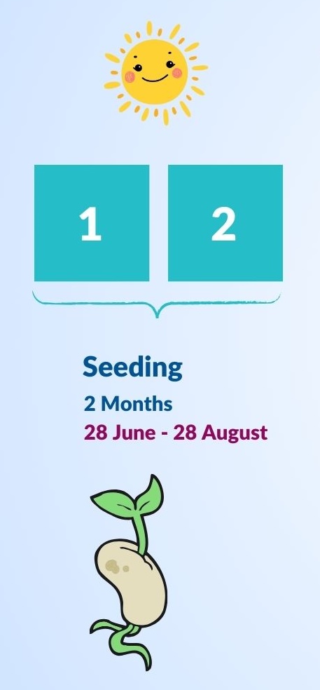 Seeding