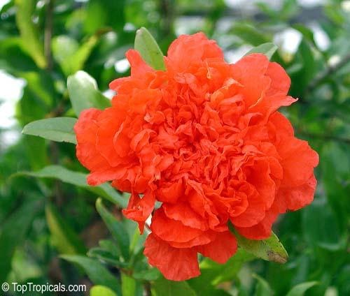 Flower divine love