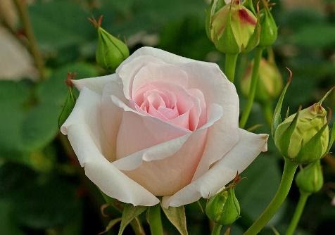Love for the divine