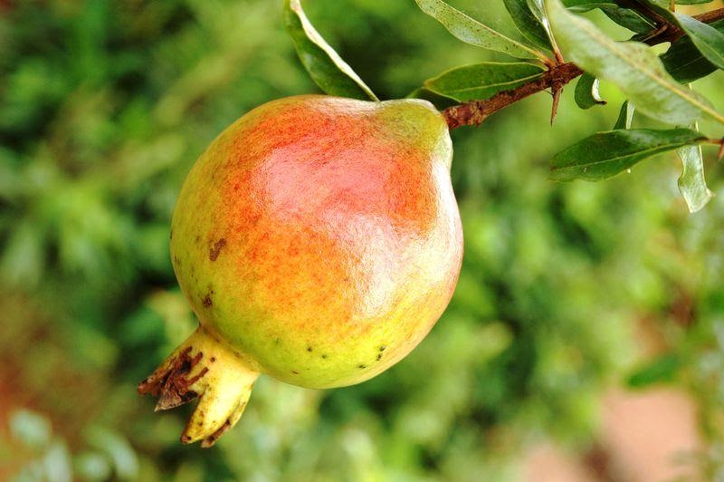 Pomegranate