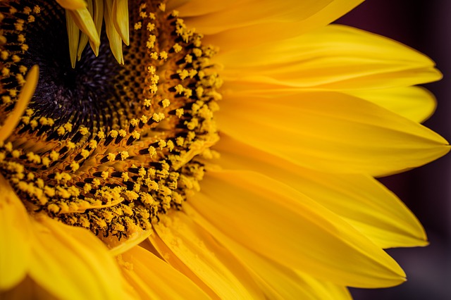 Yellow sun